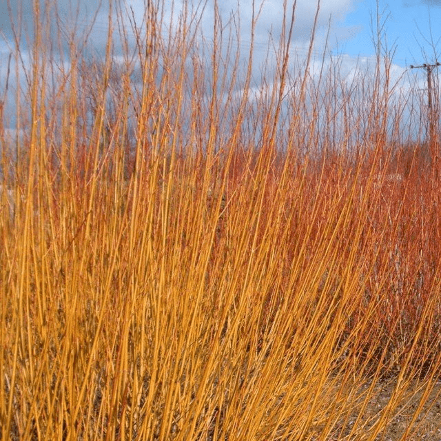 Des images de diff�rentes plantes